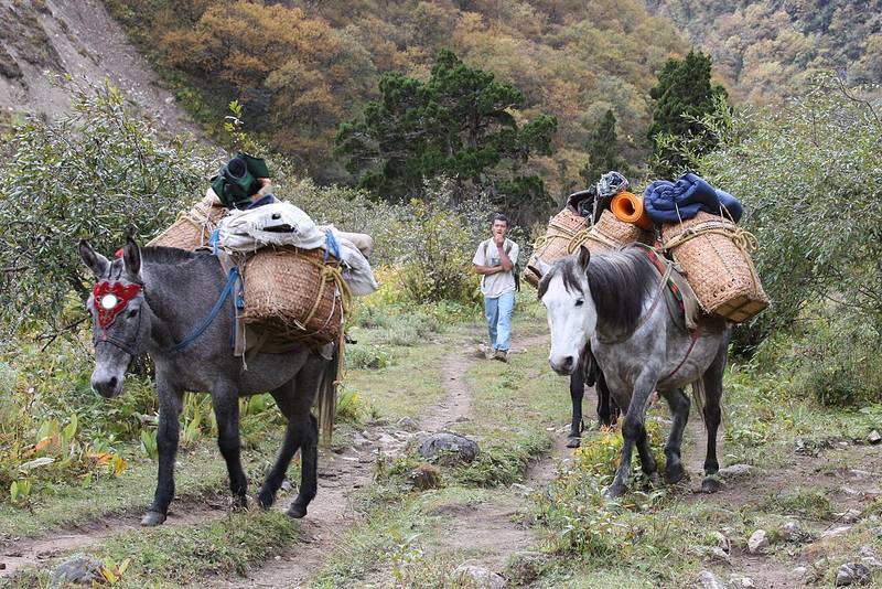 Pack ponies with loads on a forest trail